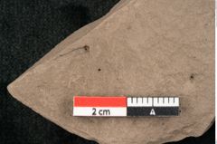 Foto (Detailansicht) von Pseudopinus wilkinsoni Ettingshausen (NHMW-GEO-2024-0188-10348)